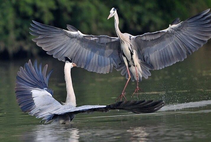 Bharatpur Bird Sanctuary Day Tour from Agra — Keoladeo National Park Birding Guide photo 2