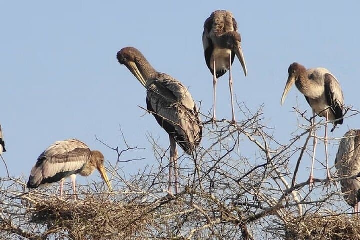 Bharatpur Bird Sanctuary Day Tour from Agra — Keoladeo National Park Birding Guide photo 3