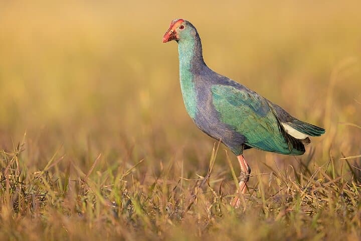 Bharatpur Bird Sanctuary Day Tour from Agra — Keoladeo National Park Birding Guide photo 4