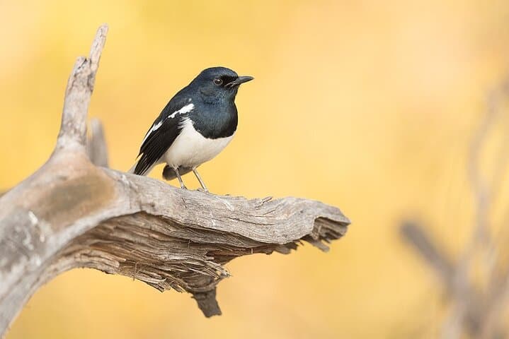 Bharatpur Bird Sanctuary Day Tour from Agra — Keoladeo National Park Birding Guide photo 5