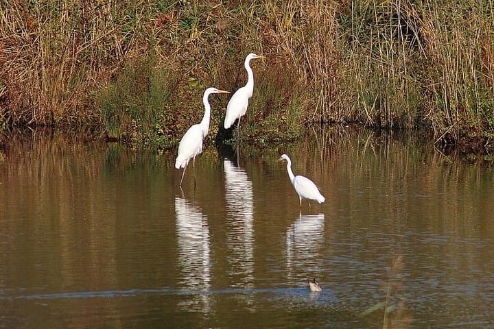 Bharatpur Bird Sanctuary Day Tour from Agra — Keoladeo National Park Birding Guide photo 6