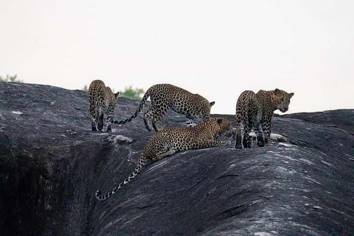 Yala National Park Safari: Half‑Day & Full‑Day Jeep Wildlife Adventure photo 1
