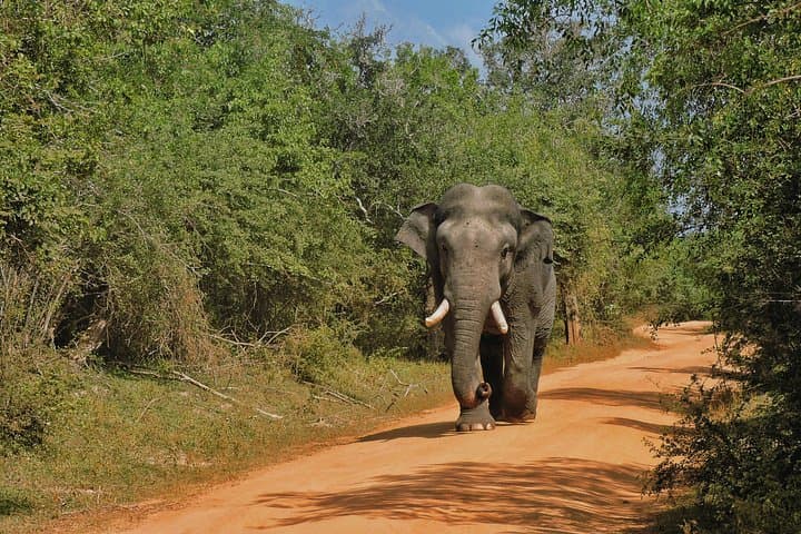 Yala National Park Safari: Half‑Day & Full‑Day Jeep Wildlife Adventure photo 4
