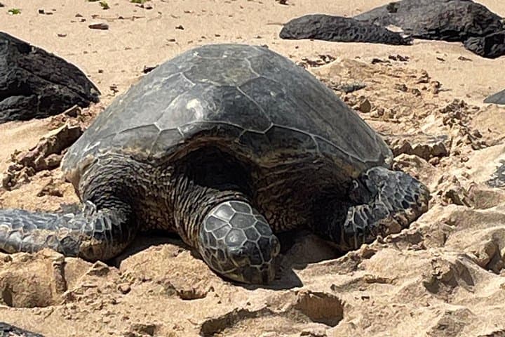 North Shore Waterfalls and Turtle Swim: Waimea Valley Day Tour from Oahu photo 3