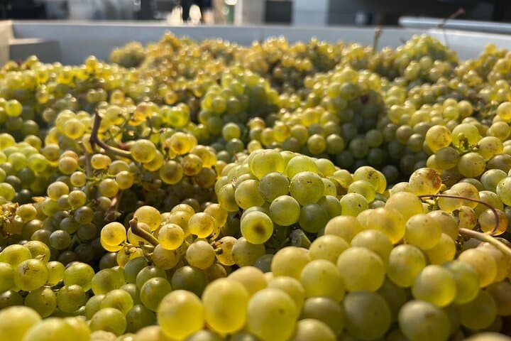 Private Willamette Valley Wine Tour from Allison Inn — Dundee Hills & Boutique Wineries