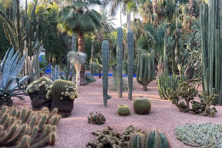 Majorelle Garden Marrakech: A Practical Visitor Guide and Ticket Info photo 2
