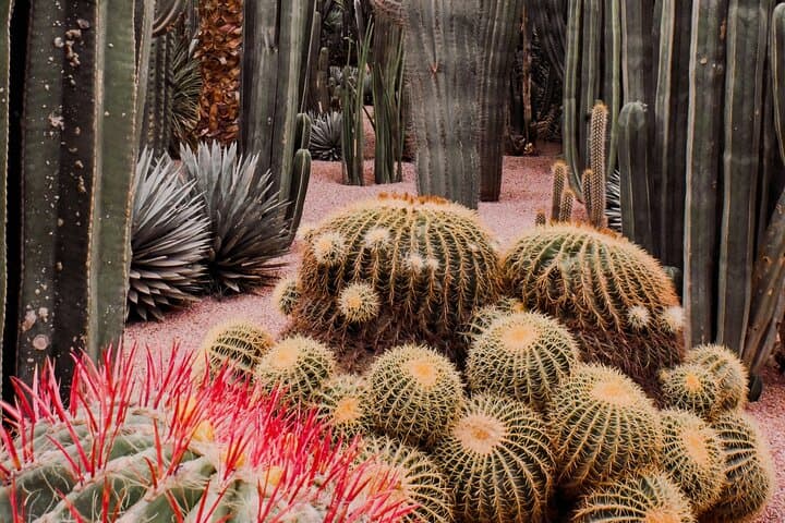 Majorelle Garden Marrakech: A Practical Visitor Guide and Ticket Info photo 3