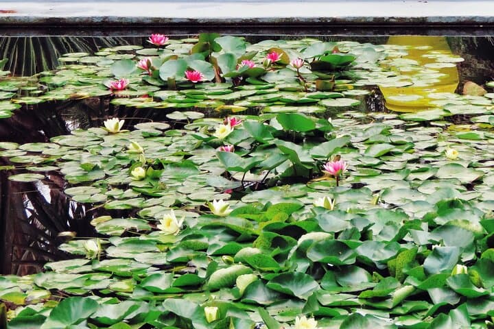 Majorelle Garden Marrakech: A Practical Visitor Guide and Ticket Info photo 6