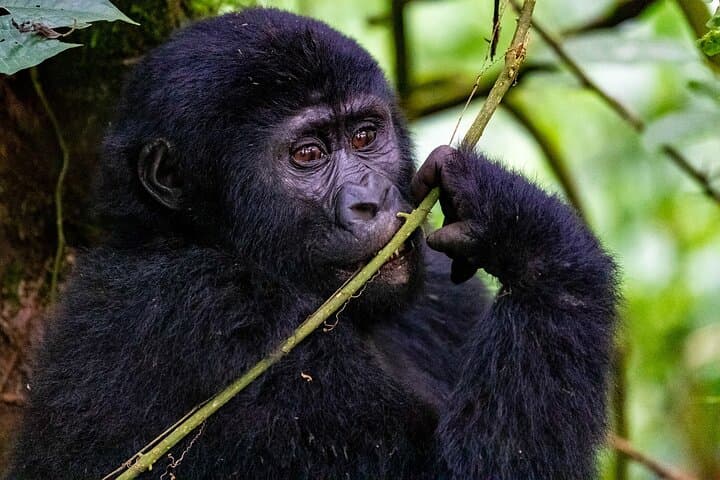 Mgahinga Gorilla Trekking: 1-Day Nyakagezi Gorilla Encounter from Kisoro photo 6