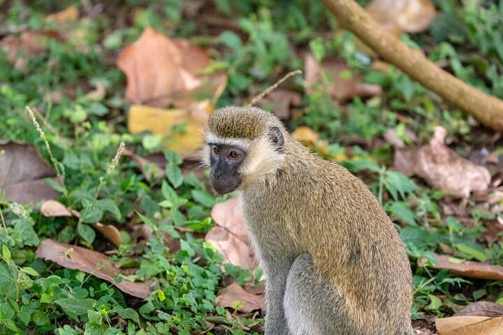 5-Day Uganda Gorilla Trekking and Safari: Bwindi, Queen Elizabeth & Lake Mburo photo 4