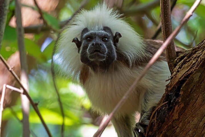 Volunteer with Monkeys at Fundación Loros Near Cartagena — Half-Day Conservation Experience photo 6