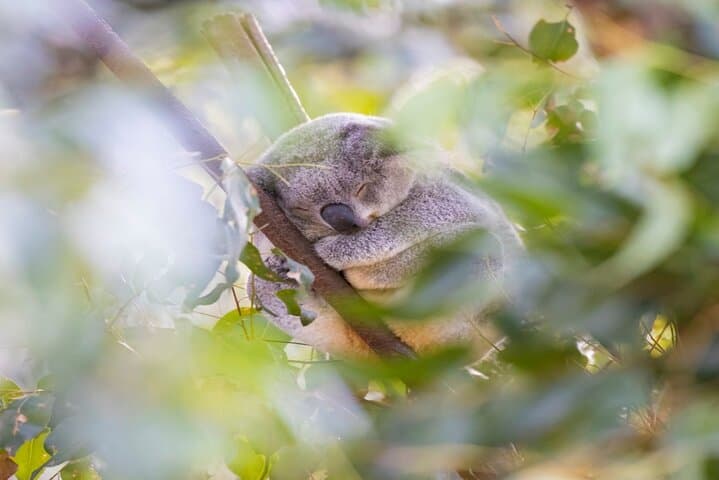 Currumbin Wildlife Sanctuary to Byron Bay Lighthouse: Gold Coast Day Tour in Chinese photo 6