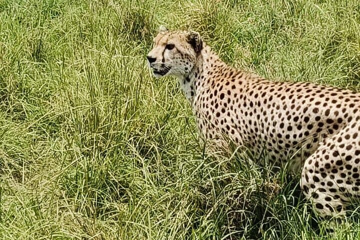 Nairobi Highlights: Giraffe Centre, Orphanage & Bomas Cultural Tour photo 4
