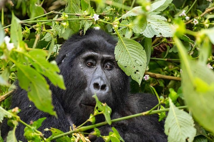 Mgahinga Gorilla Trekking: 1-Day Nyakagezi Gorilla Encounter from Kisoro photo 3