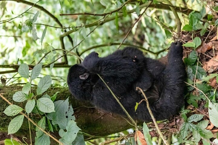 4-Day Rwanda Safari: Gorilla Trekking, Golden Monkeys & Akagera Game Drives photo 3