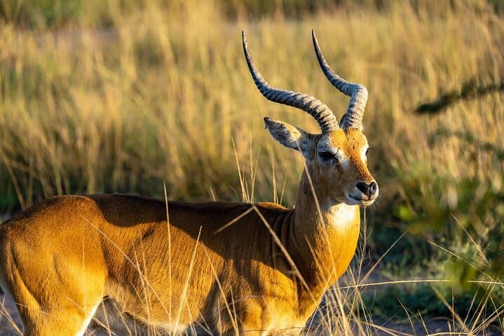 4-Day Rwanda Safari: Gorilla Trekking, Golden Monkeys & Akagera Game Drives photo 4