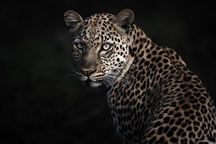 6-Day Gorilla Trekking & Wildlife Safari: Bwindi, Kyambura & Kazinga Cruise photo 5