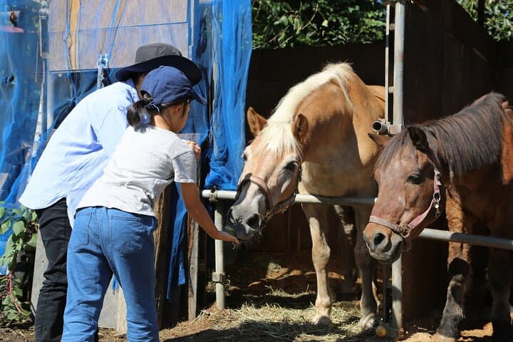 Private Horse Interaction Near Mount Fuji: Feed, Brush & Ride at Omuro Sengen photo 4