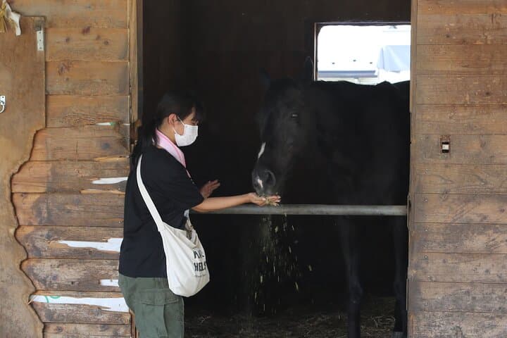Private Horse Interaction Near Mount Fuji: Feed, Brush & Ride at Omuro Sengen photo 6