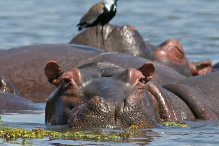 4-Day Uganda Gorillas, Kazinga Boat Safari & Kalinzu Chimp Trek photo 4