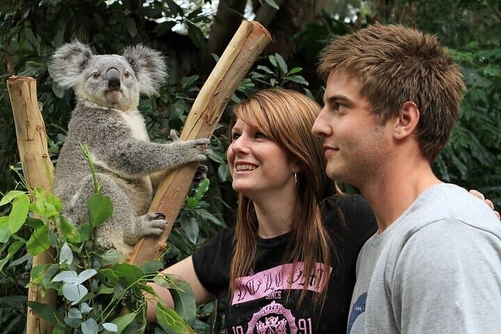 Private Blue Mountains Scenic World, Featherdale Wildlife & Sydney Harbour Cruise