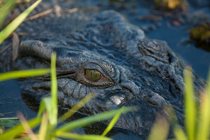 Kakadu Yellow Water Sunset Cruise & Evening Tour from Darwin photo 5