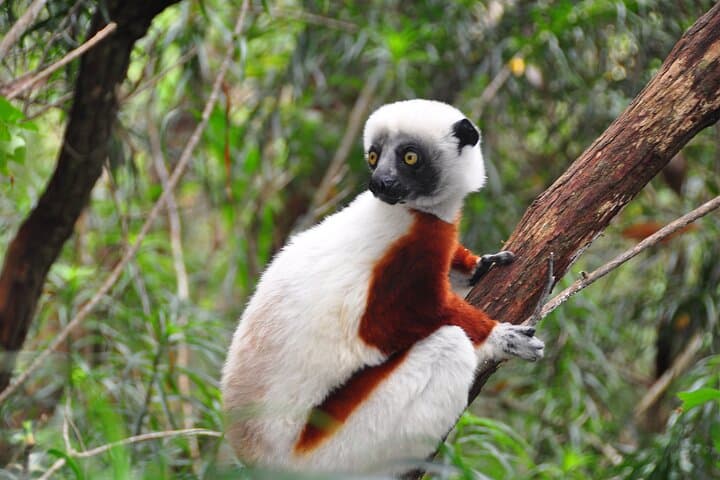4-Day Palmarium & Aye-Aye Lemur Tour from Antananarivo photo 3