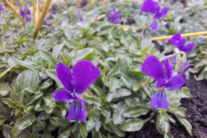 Alcantara Gorges Private Tour and Etna Village Visit photo 5