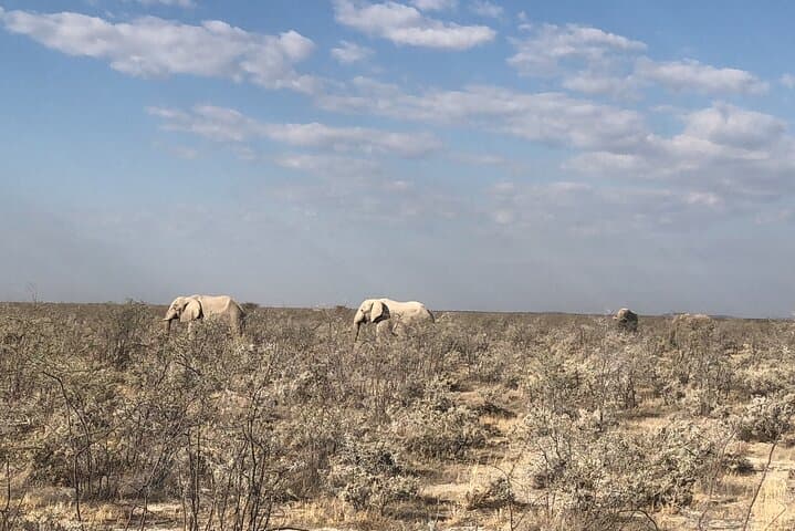 2-Day Etosha Safari: Budget-Guided Wildlife Adventure from Windhoek