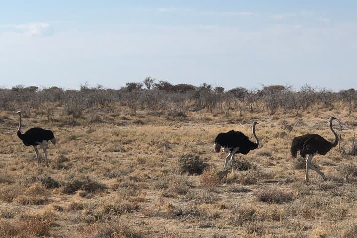 2-Day Etosha Safari: Budget-Guided Wildlife Adventure from Windhoek photo 4