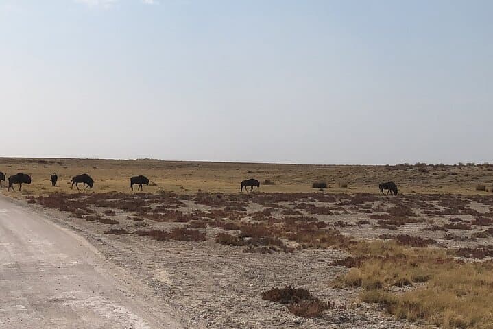 2-Day Etosha Safari: Budget-Guided Wildlife Adventure from Windhoek photo 6