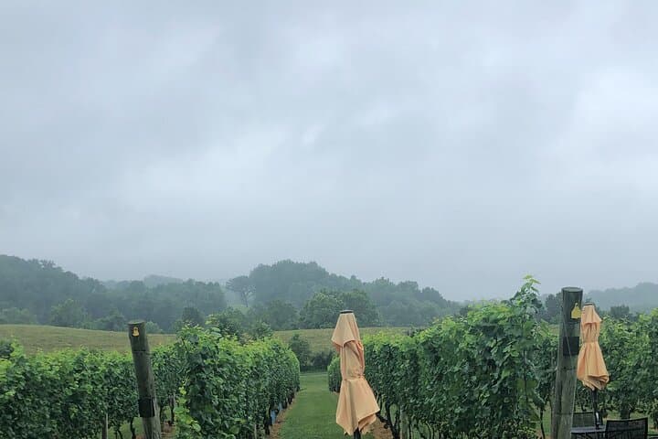 Northern Virginia Luxury Winery Excursion: Private Three‑Winery Tour photo 3