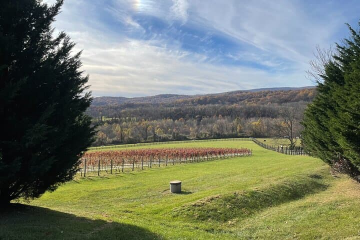 Northern Virginia Luxury Winery Excursion: Private Three‑Winery Tour photo 4