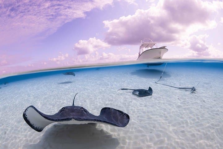 Cayman Stingray & Starfish Tour with Crystal Caves — Grand Cayman Day Trip photo 3