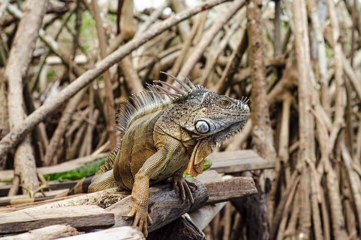 Huatulco to Ventanilla, Mazunte & Zipolite: Half-Day Coastal Wildlife Tour photo 3