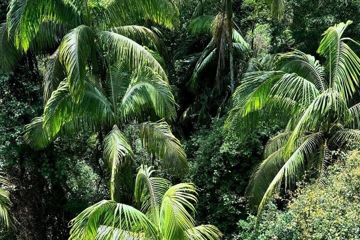 Tamborine Mountain Explorer Day Trip from Brisbane — Rainforest Walks, Wine & Gallery Walk photo 5