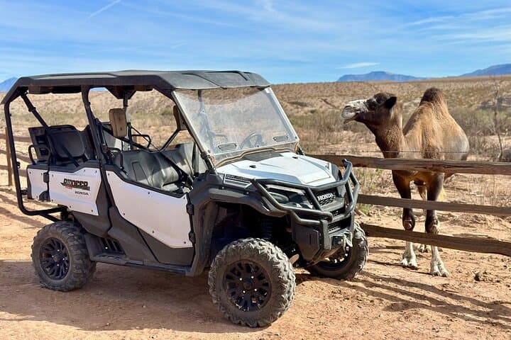 UTV Safari & Zoo Combo: Las Vegas Desert Drive with Camel Encounters