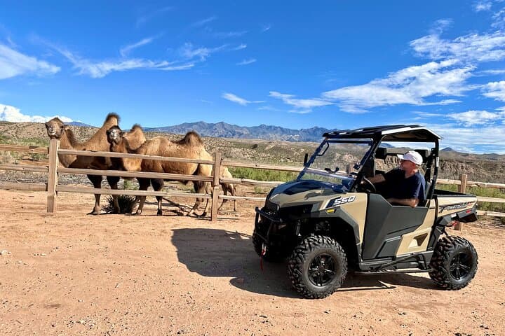 UTV Safari & Zoo Combo: Las Vegas Desert Drive with Camel Encounters photo 3