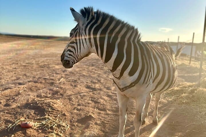 Las Vegas VIP Sunset Safari: Camel Encounters & Mojave Sunset Experience photo 6