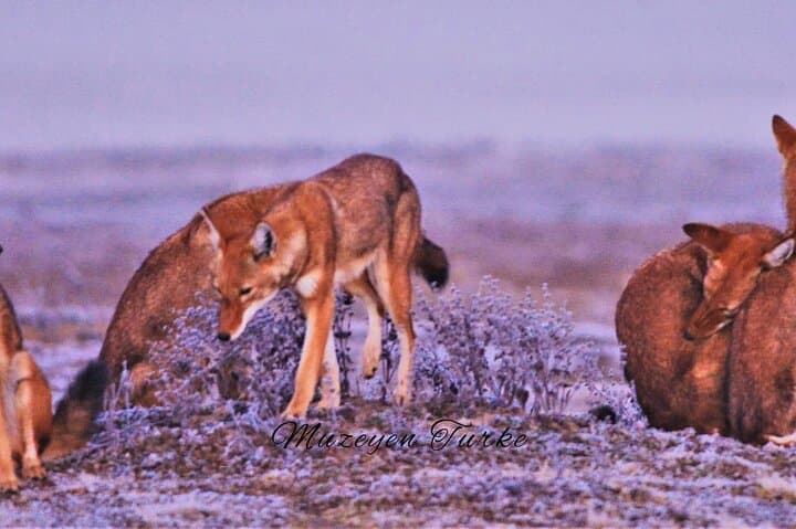 3-Day Bale Mountains Wildlife & Sanetti Plateau Trek from Addis Ababa