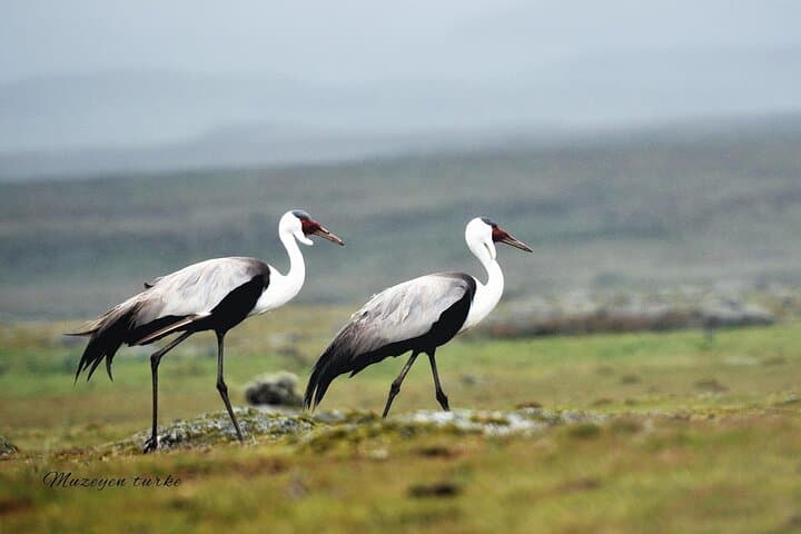 3-Day Bale Mountains Wildlife & Sanetti Plateau Trek from Addis Ababa photo 2