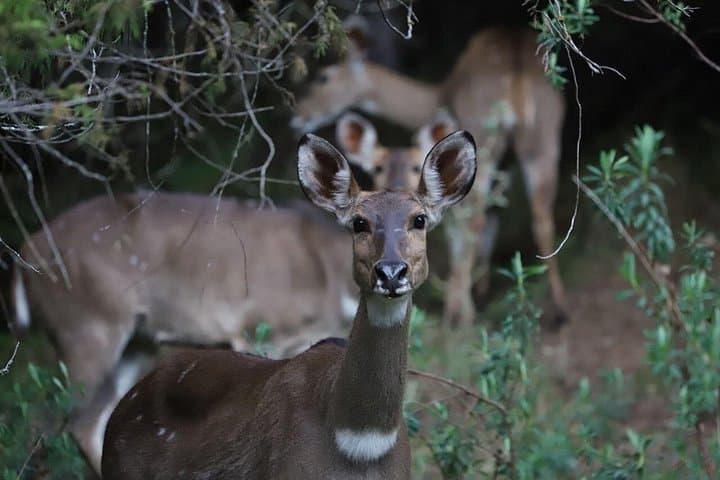 3-Day Bale Mountains Wildlife & Sanetti Plateau Trek from Addis Ababa photo 4