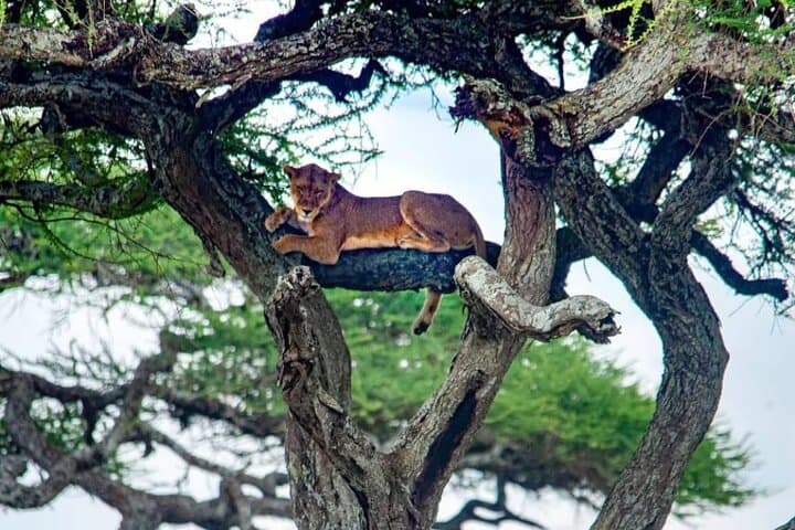 3-Day Samburu National Reserve Safari: Wildlife, Culture & Where to Stay photo 3