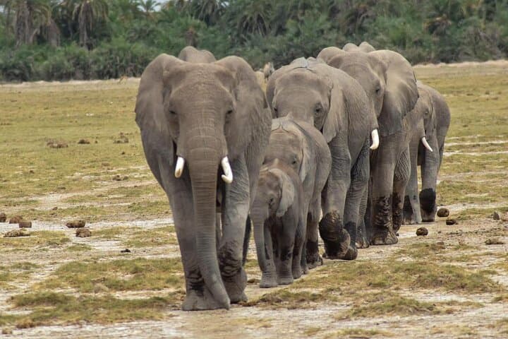 3-Day Samburu National Reserve Safari: Wildlife, Culture & Where to Stay photo 4