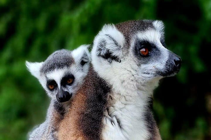 South Madagascar 7-Day Adventure: Ranomafana, Isalo & Ifaty photo 1