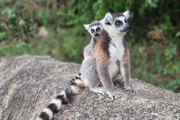South Madagascar 7-Day Adventure: Ranomafana, Isalo & Ifaty photo 2