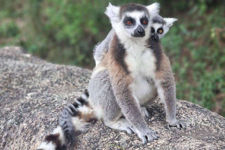 South Madagascar 7-Day Adventure: Ranomafana, Isalo & Ifaty photo 3
