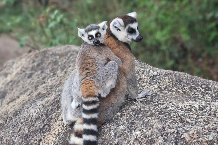 South Madagascar 7-Day Adventure: Ranomafana, Isalo & Ifaty photo 4
