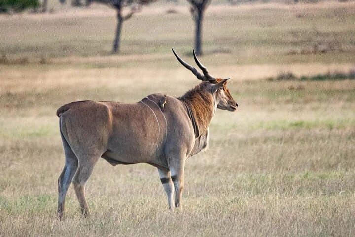 3-Day Samburu National Reserve Safari: Wildlife, Culture & Where to Stay photo 5