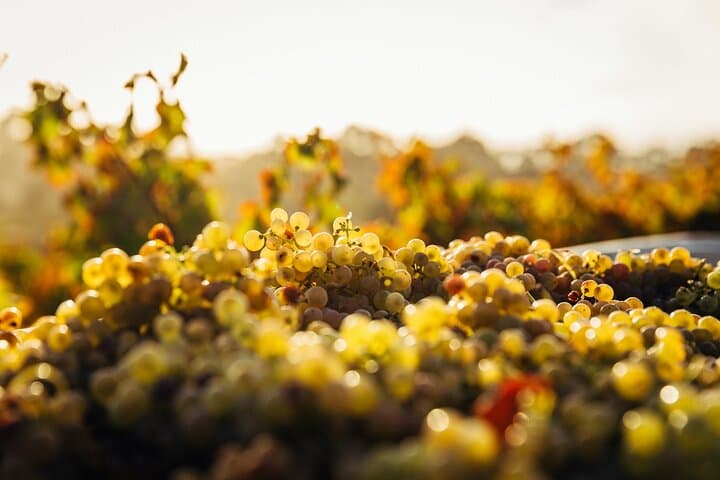 Prague Private Wine Tour: Scenic Vineyards & Expert Tastings photo 2